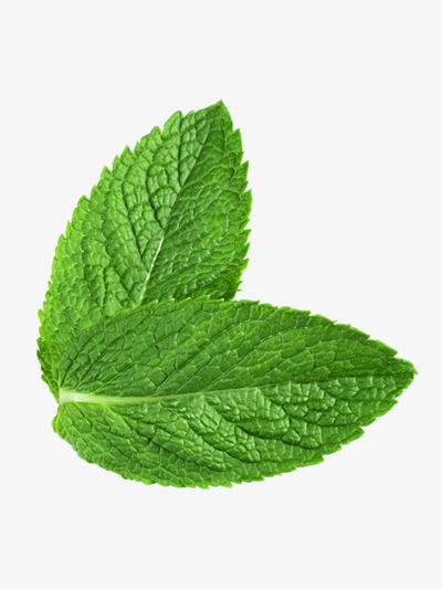 Green Fresh Mint Leaves, Mint Leaf, Green, Leaf Png Image - Mint, Transparent background PNG HD thumbnail
