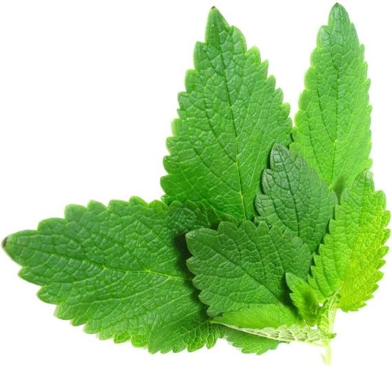 Green Leaves Of 07 Hd Pictures - Mint, Transparent background PNG HD thumbnail