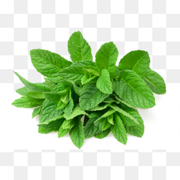 A Cluster Of Mint Leaves - Mint, Transparent background PNG HD thumbnail