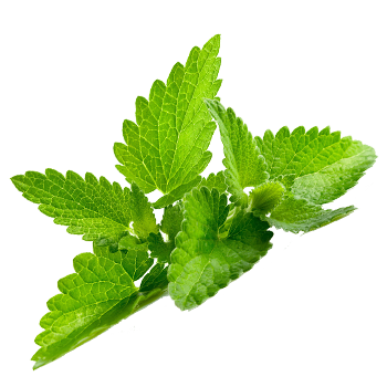 Pepermint Png - Mint, Transparent background PNG HD thumbnail