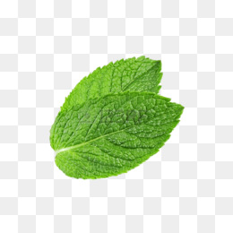 Two Mint Leaves - Mint, Transparent background PNG HD thumbnail