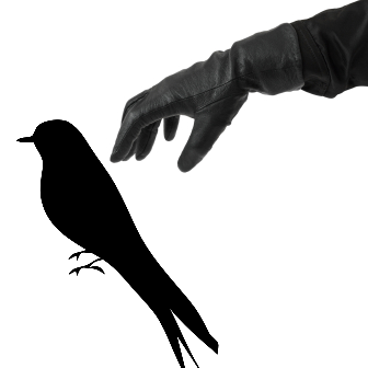 To Steal A Mockingbird - Mockingbird, Transparent background PNG HD thumbnail
