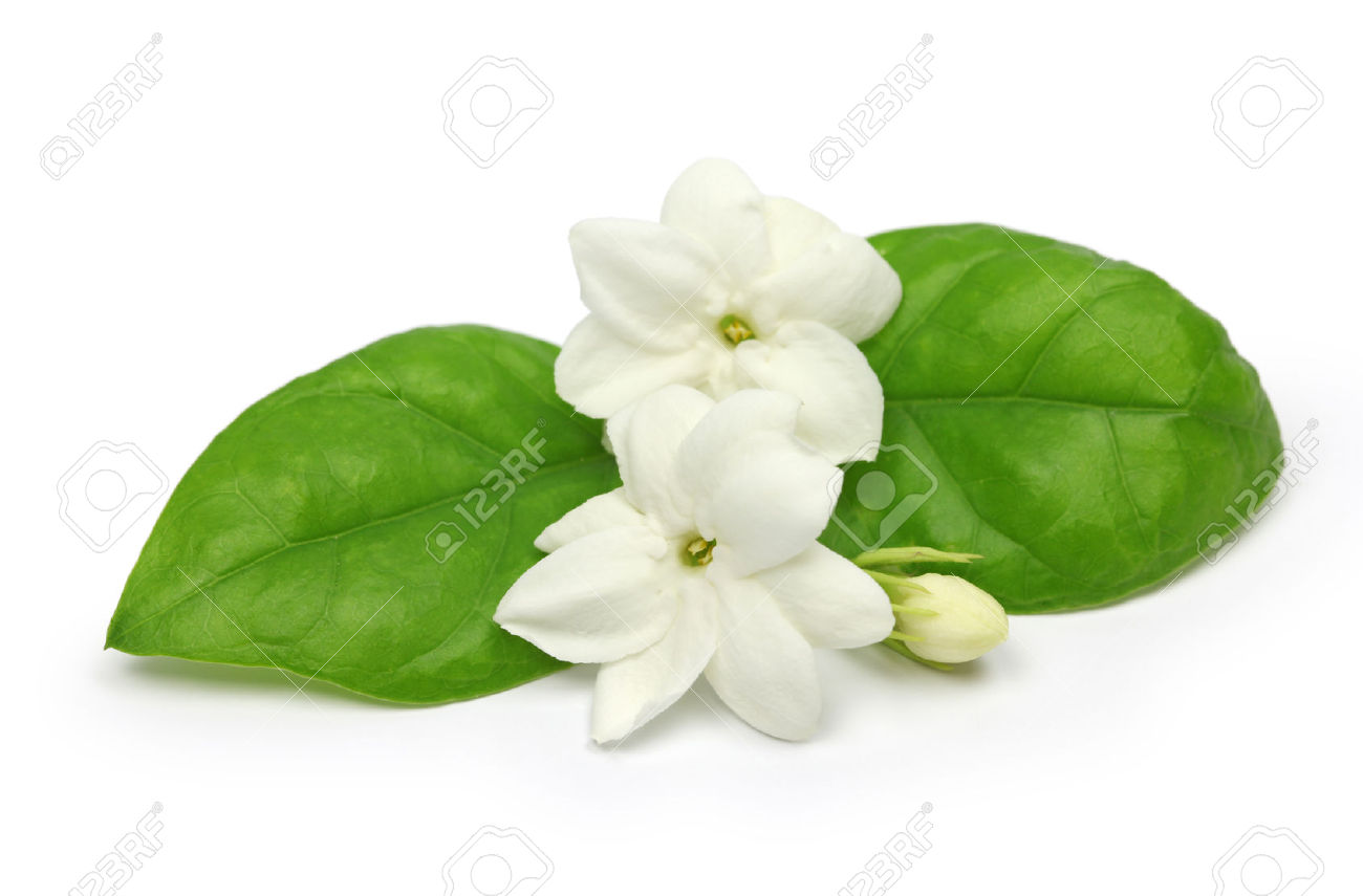 Arabian Jasmine, Jasminum Sambac, Flower And Leaves, Jasmine Tea Flower Isolated On White - Mogra Flower, Transparent background PNG HD thumbnail