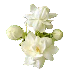 Attarmist Categories - Mogra Flower, Transparent background PNG HD thumbnail