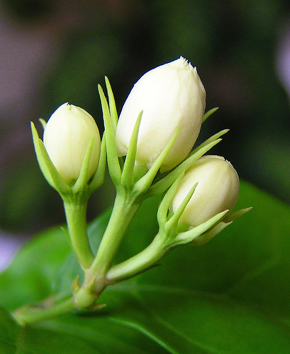 Mogra Flower - Mogra Flower, Transparent background PNG HD thumbnail