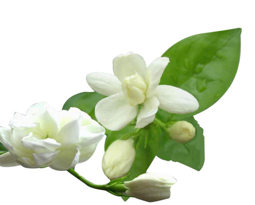Jasmine Flower Compound - Mogra, Transparent background PNG HD thumbnail