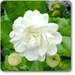 Largest Online Nursery For Jasminum Sambac, Mogra, Arabian Jasmine   Plant Along With Plants - Mogra, Transparent background PNG HD thumbnail