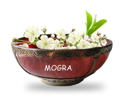 Mogra - Mogra, Transparent background PNG HD thumbnail