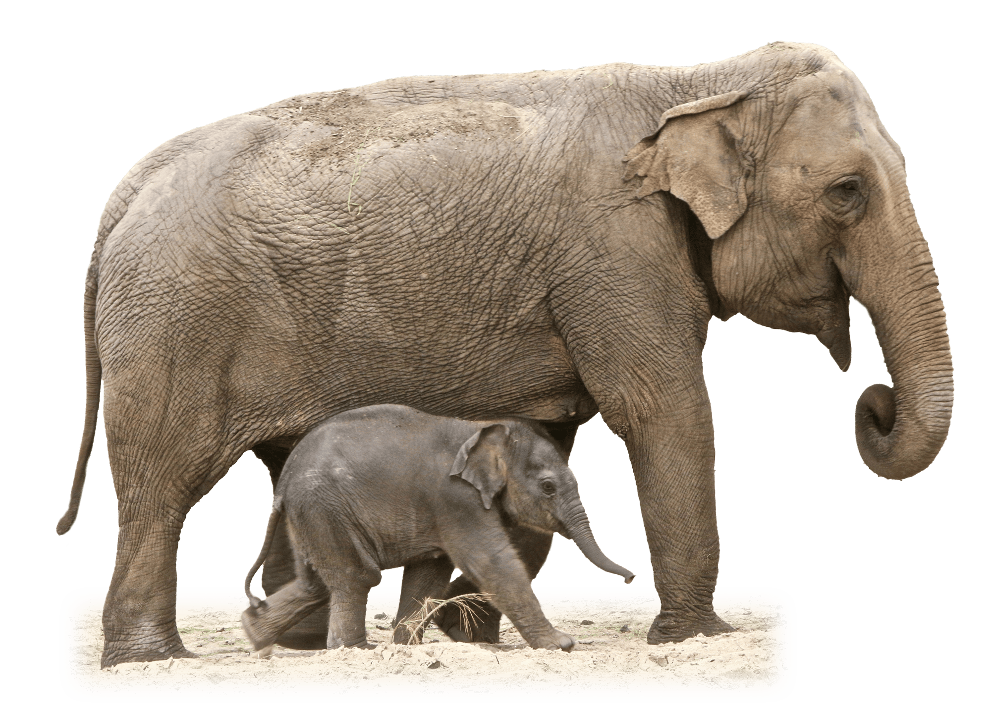 Mother And Baby Elephant - Mom And Baby Elephant, Transparent background PNG HD thumbnail