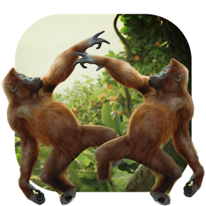 Dancing Monkey Hd Live Wall - Monkey, Transparent background PNG HD thumbnail