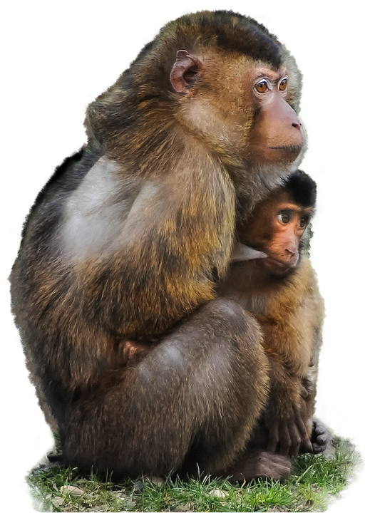 Isolated, Ape, Scarred, Macaque, Monkey - Monkey, Transparent background PNG HD thumbnail