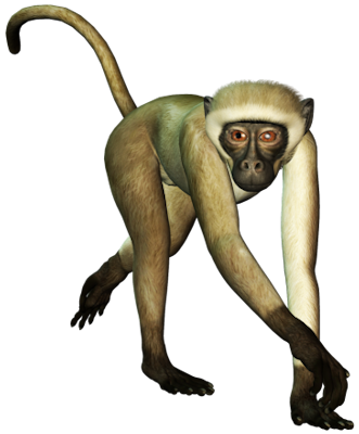 Monkey HD picture Free PNG Im