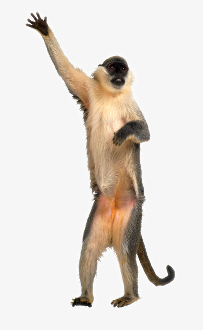 Monkey Free Download Png PNG 
