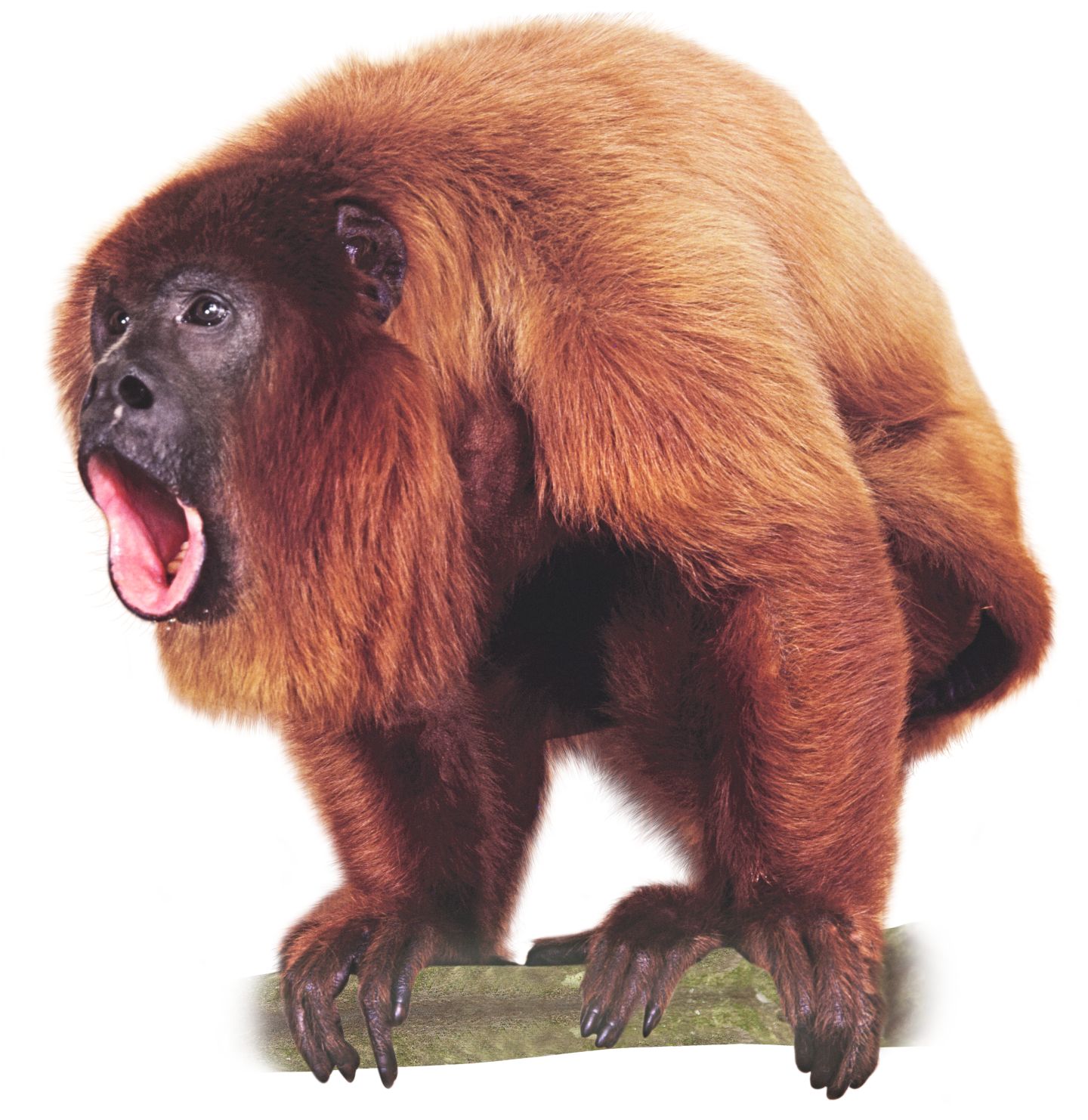 Howler Monkey Sound | Howler Monkey Facts | Dk Find Out - Monkey, Transparent background PNG HD thumbnail