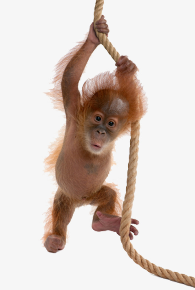 Little Monkey Baby Monkey, Little Monkey Baby Monkey, Little Monkey, Baby Monkey Png - Monkey, Transparent background PNG HD thumbnail