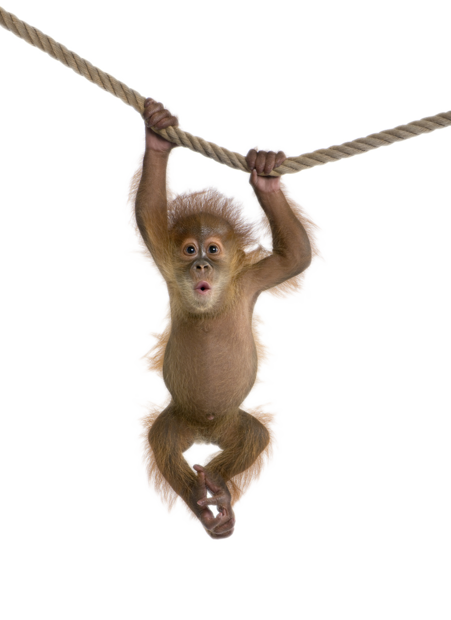 Monkey Free Download Png Png Image - Monkey, Transparent background PNG HD thumbnail