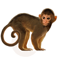 Monkey Png - Monkey, Transparent background PNG HD thumbnail