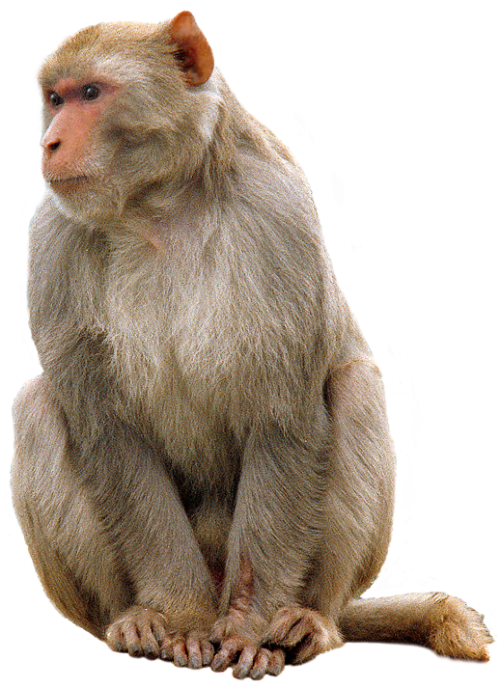 Monkey transparent image