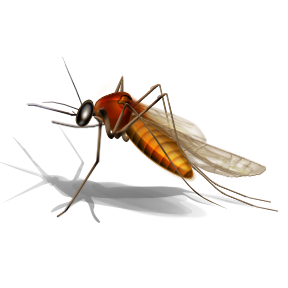 Mosquito Png - Mosquito Bite, Transparent background PNG HD thumbnail