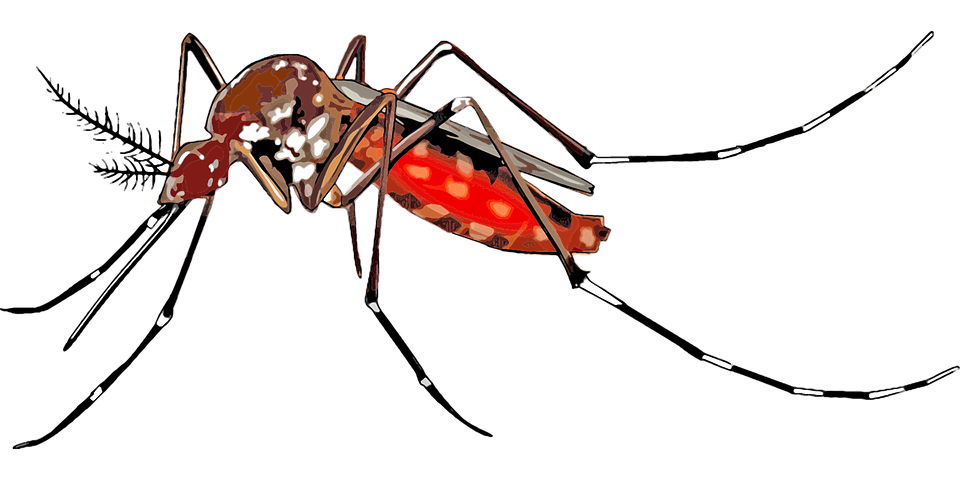 Cartoon, Mosquito, Spreading - Mosquito, Transparent background PNG HD thumbnail