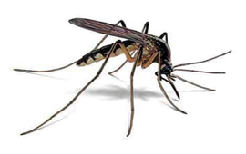 Mosquito - Mosquito, Transparent background PNG HD thumbnail