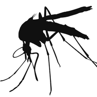 Mosquito High Quality Png Png Image - Mosquito, Transparent background PNG HD thumbnail