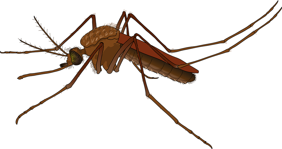 PlusPNG - Mosquito PNG