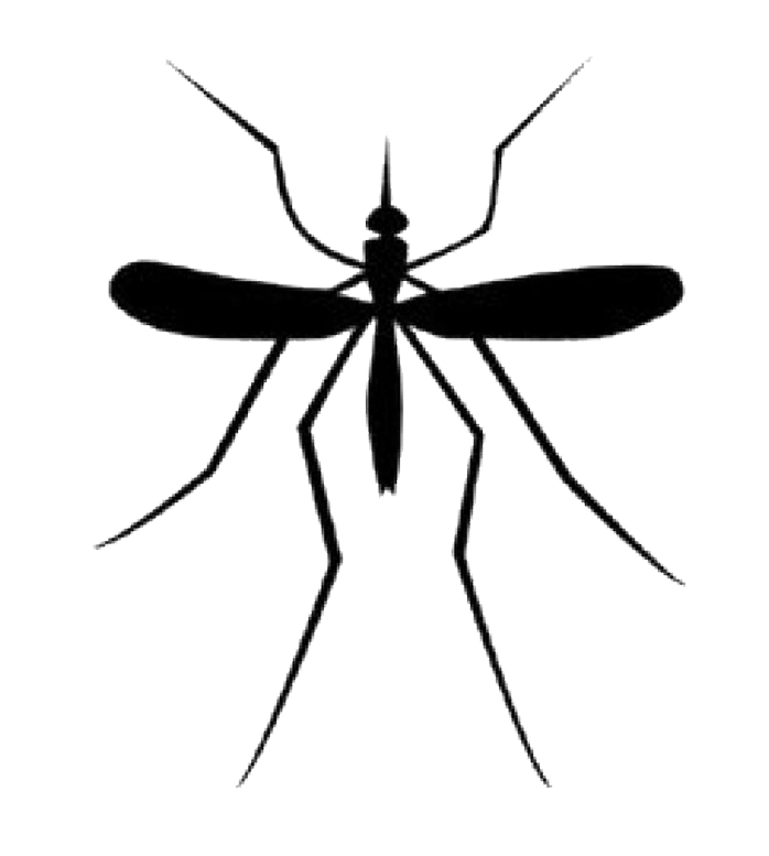 pin Drawn mosquito translucen