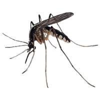 Mosquito Free Download Png Png Image - Mosquito, Transparent background PNG HD thumbnail