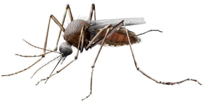 Female Mosquito Malaria Bug P