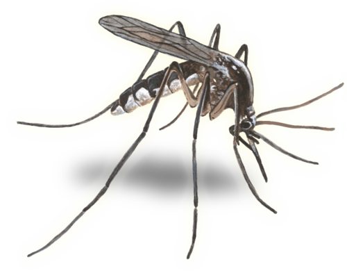 Mosquito Png - Mosquito, Transparent background PNG HD thumbnail