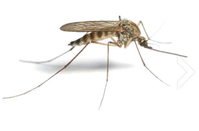 Mosquito High-Quality Png PNG