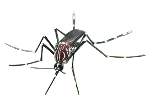 Download PNG image - Mosquito