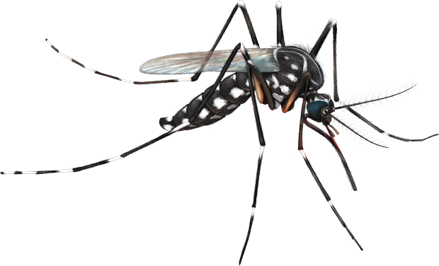 Mosquito Png   Mosquito Hd Png - Mosquito, Transparent background PNG HD thumbnail