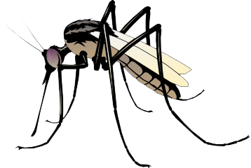 Mosquito Png Pic - Mosquito, Transparent background PNG HD thumbnail