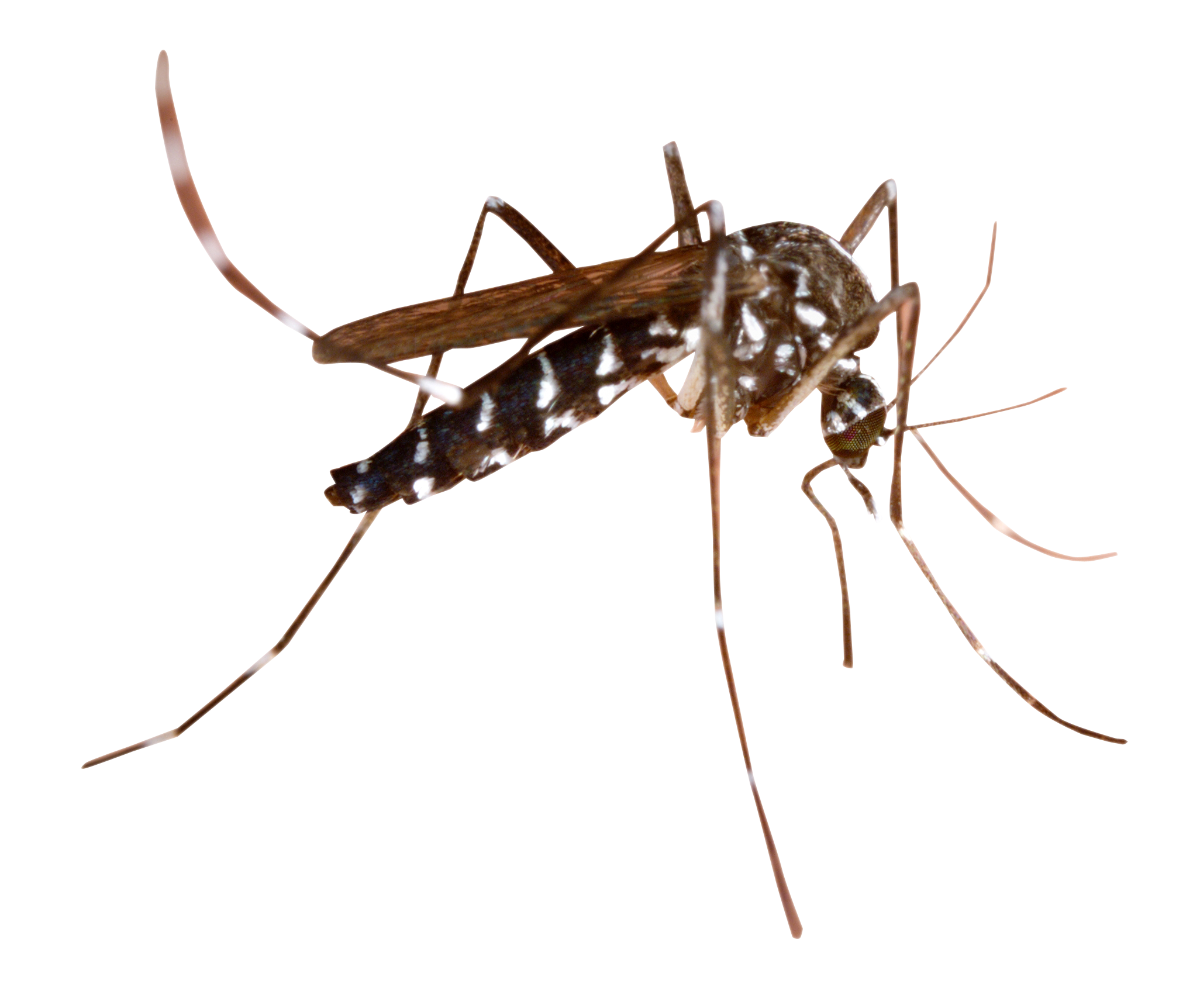 Mosquito High-Quality Png PNG