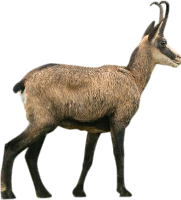 . Hdpng.com Animals/ Mammals/ Bovines/ Mountaingoat.png - Mountain Goat, Transparent background PNG HD thumbnail