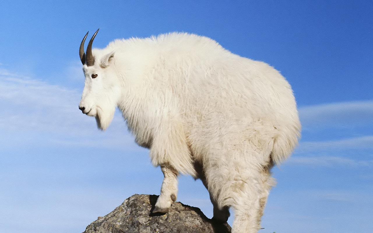 Bdda78F.png - Mountain Goat, Transparent background PNG HD thumbnail