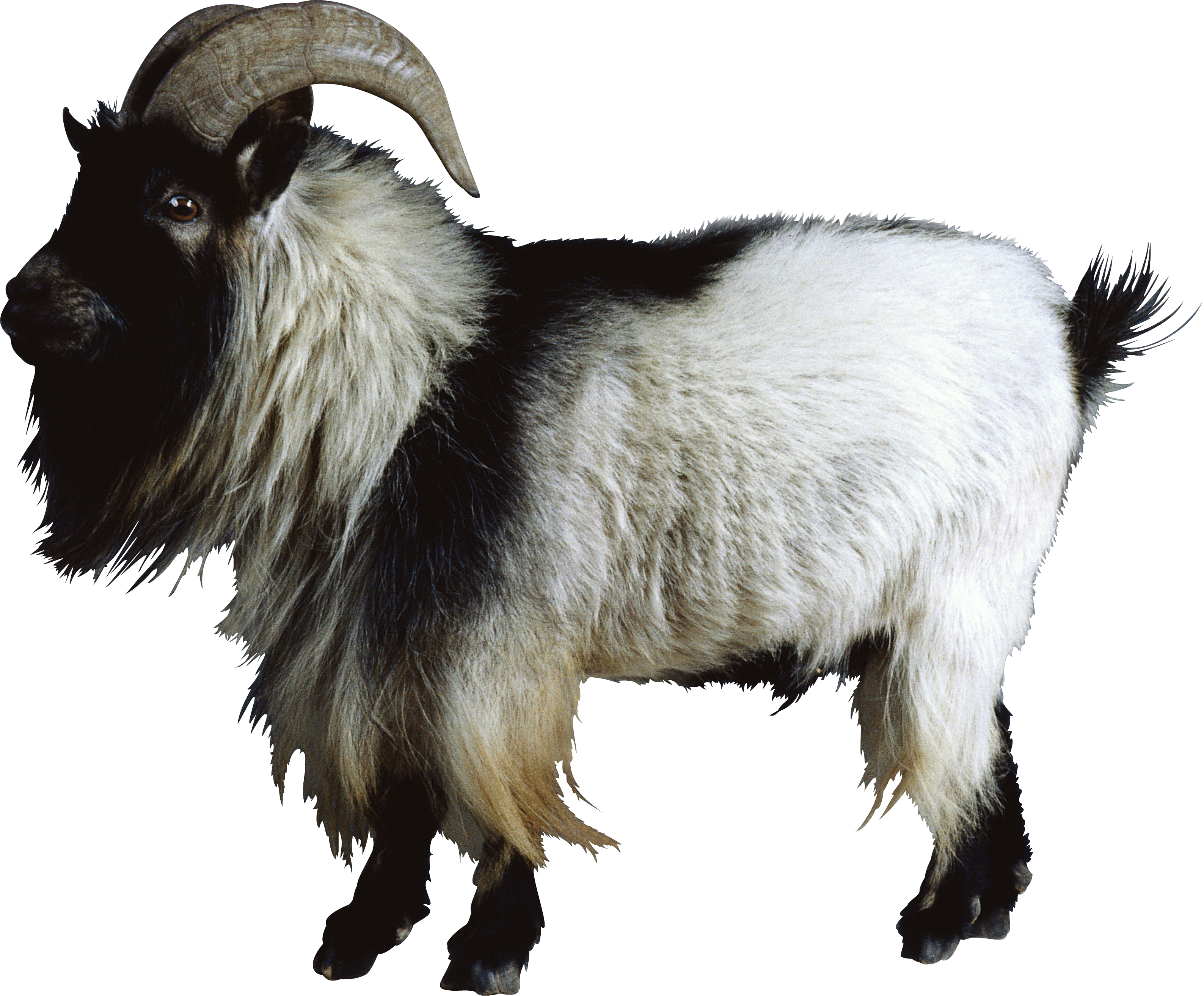 Goat Png - Mountain Goat, Transparent background PNG HD thumbnail