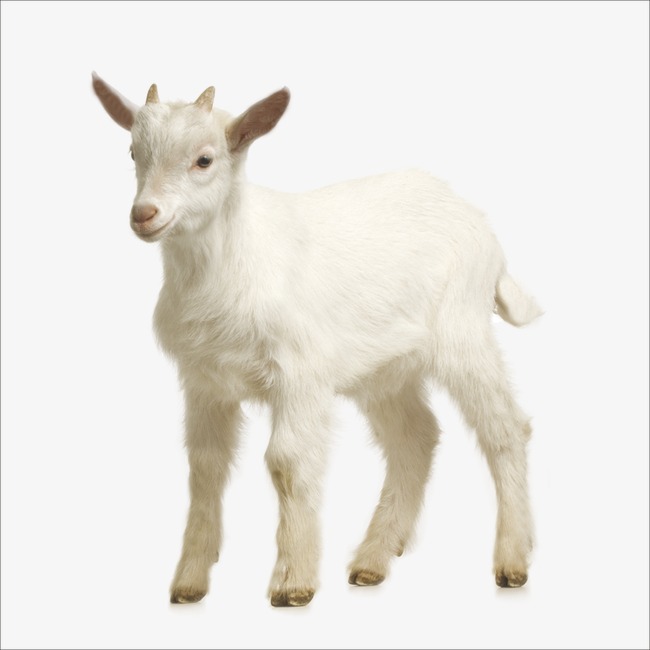 Goat, Small Aries, Little Sheep, Small Free Png Image - Mountain Goat, Transparent background PNG HD thumbnail