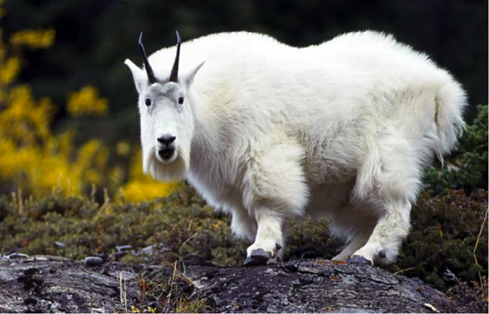 Mountain Goat - Mountain Goat, Transparent background PNG HD thumbnail
