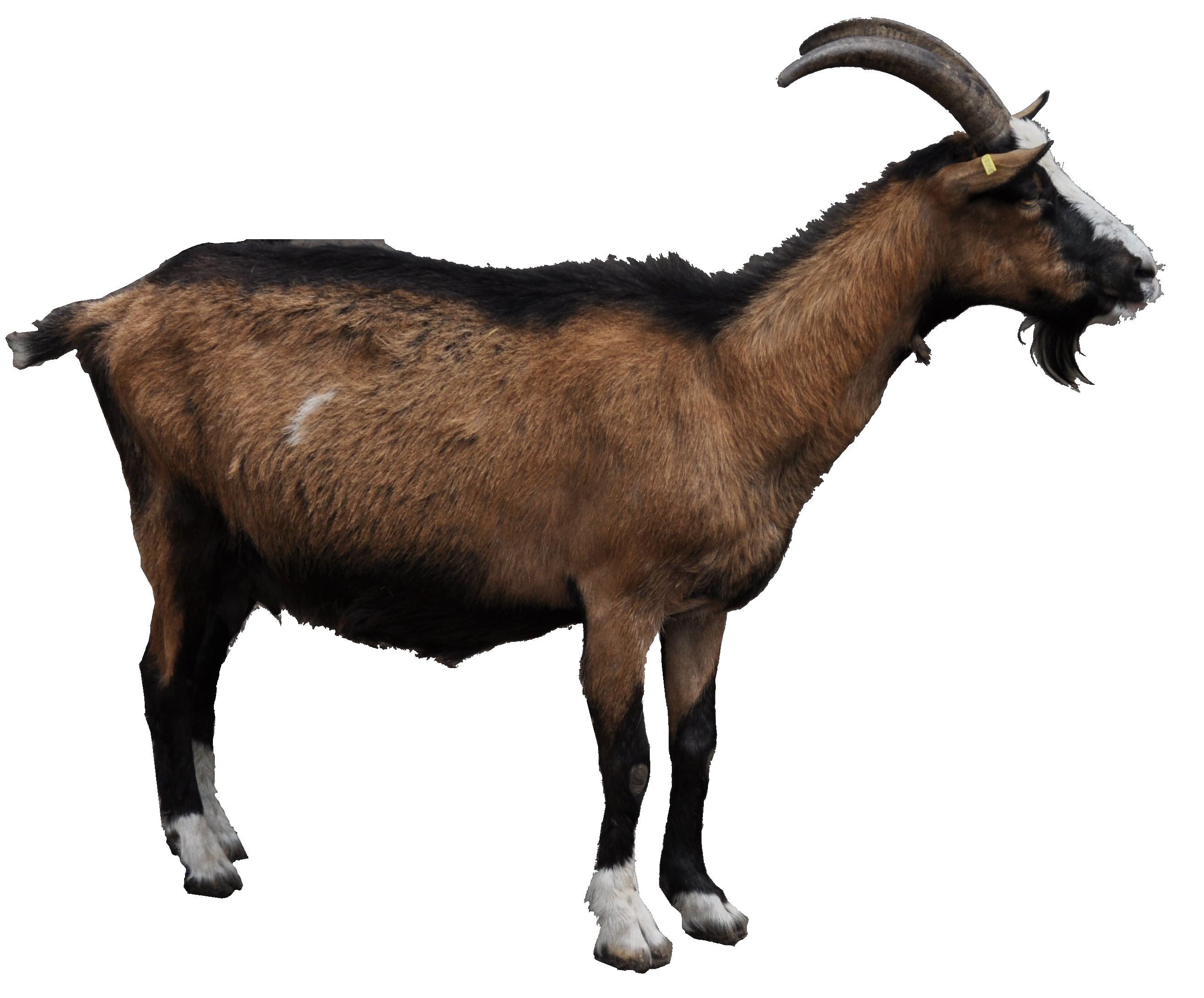 Mountain Goat Clipart Craft #9 - Mountain Goat, Transparent background PNG HD thumbnail