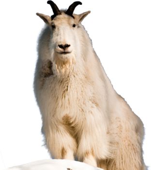 Mountain Goat Software   Agile Training U0026 Consulting | Agile / Scrum | Pinterest | Project Management - Mountain Goat, Transparent background PNG HD thumbnail
