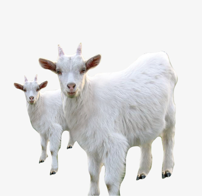 White Goat Sheep, Little Sheep, Livestock, White Sheep Free Png And Psd - Mountain Goat, Transparent background PNG HD thumbnail