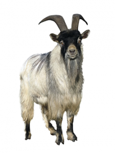 Why Goats? - Mountain Goat, Transparent background PNG HD thumbnail