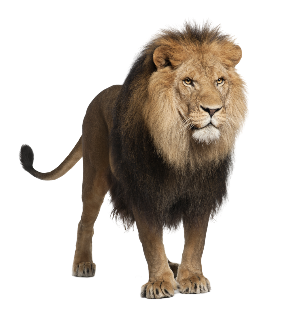 Download Png Image: Lion Png Image, Free Image Download, Picture . - Mountain Lion, Transparent background PNG HD thumbnail