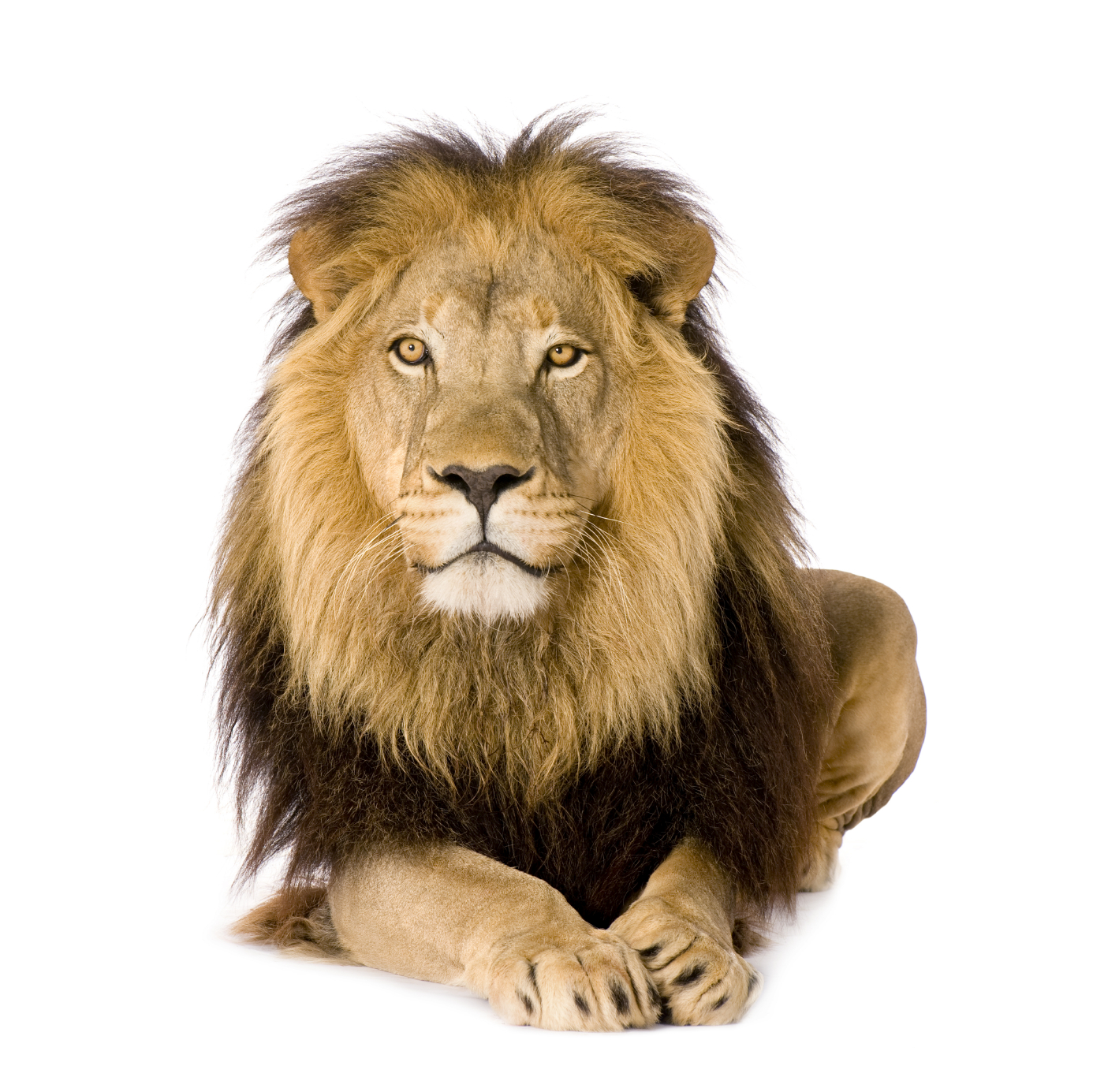 Lion Facts And Pictures For Kids Dowload - Mountain Lion, Transparent background PNG HD thumbnail
