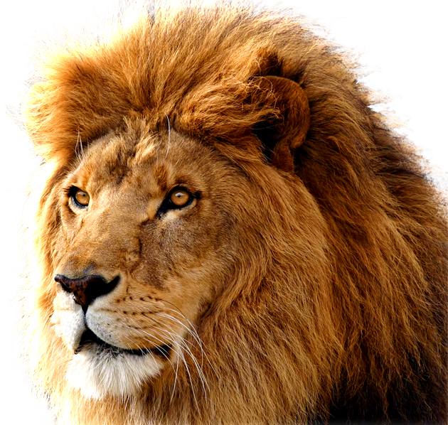 Lion Png Image, Free Image Download, Picture, Lions - Mountain Lion, Transparent background PNG HD thumbnail