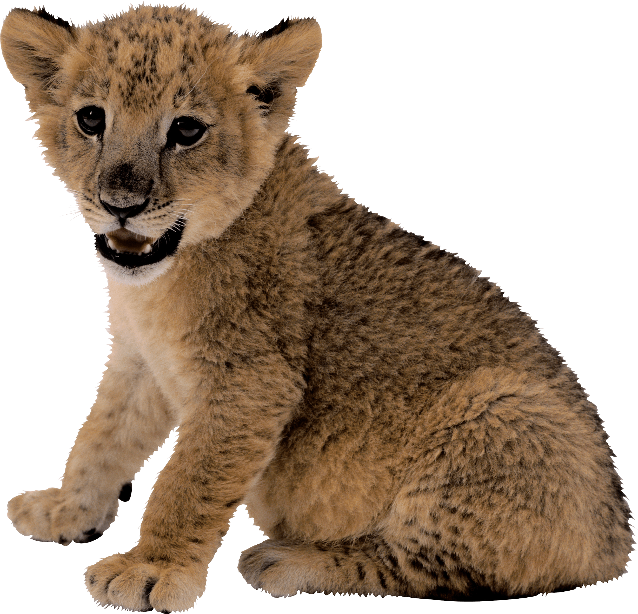 Small Lion Png Image Png Image - Mountain Lion, Transparent background PNG HD thumbnail
