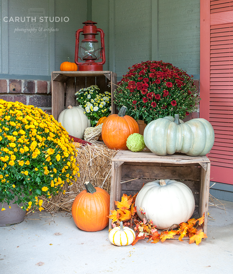Mums And Pumpkins Png - Crates And Orange And White Pumpkins And Flowering Yellow And Burgandy Mums, Transparent background PNG HD thumbnail